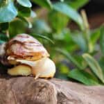 Schnecken im Garten? Dörthe Priesmeier verrät, was wirklich hilft