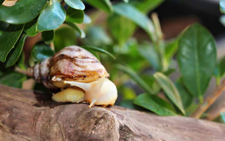 Schnecken im Garten? Dörthe Priesmeier verrät, was wirklich hilft