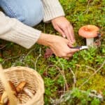 Pilze im eigenen Garten: Dörthe Priesmeier erklärt, wie man essbare Sorten erfolgreich kultiviert