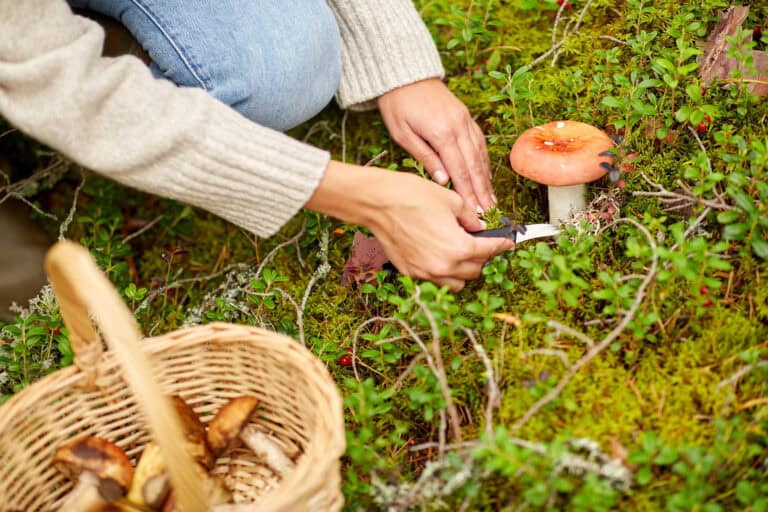 Pilze im eigenen Garten: Dörthe Priesmeier erklärt, wie man essbare Sorten erfolgreich kultiviert