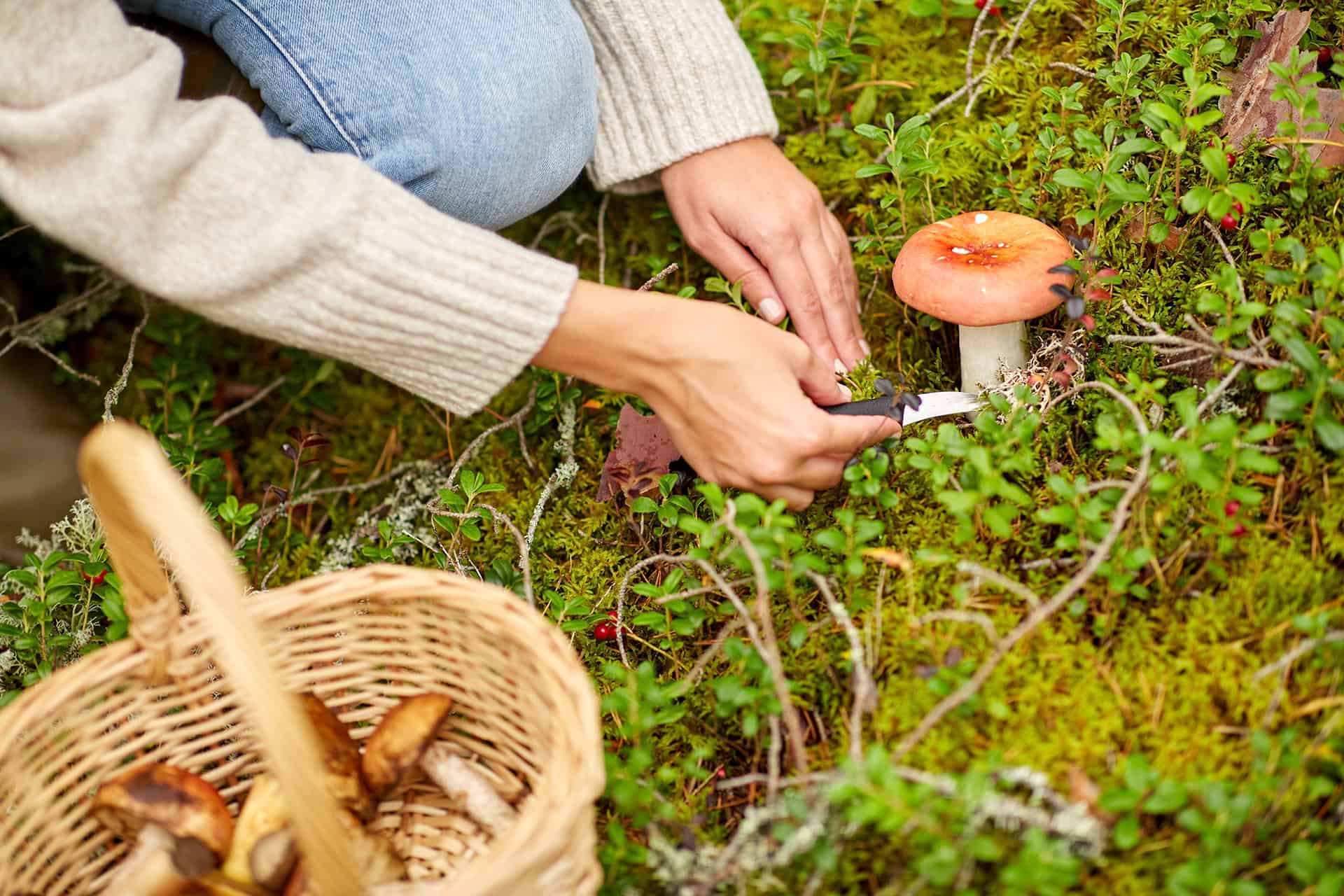 Pilze im eigenen Garten: Dörthe Priesmeier erklärt, wie man essbare Sorten erfolgreich kultiviert